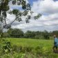 In this Feb. 10, 2020 photo,  Luis Uriarte walks through his bean field near Upala, northern Costa Rica, where several hundred Nicaraguan refugees, including Uriarte, are carving out an existence with machetes and a firm belief that they could be jailed or killed if they return too soon to their country. (AP Photo/Moises Castillo)