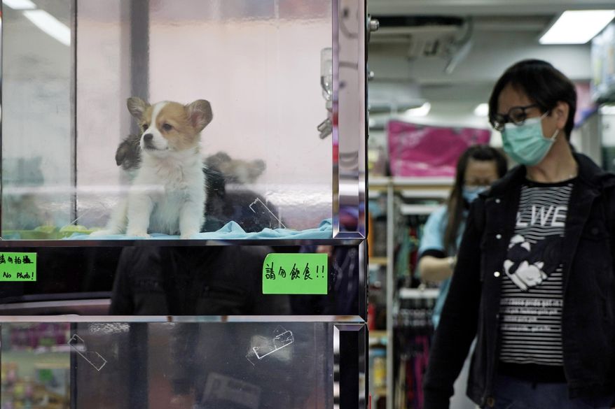 In this file photo, a man wearing face mask looks at dogs at a pet shop in Hong Kong, Thursday, March 5, 2020. Pets can catch variants of the coronavirus from humans and become seriously ill, according to new research published in the journal Veterinary Record.  (AP Photo/Kin Cheung)  **FILE**