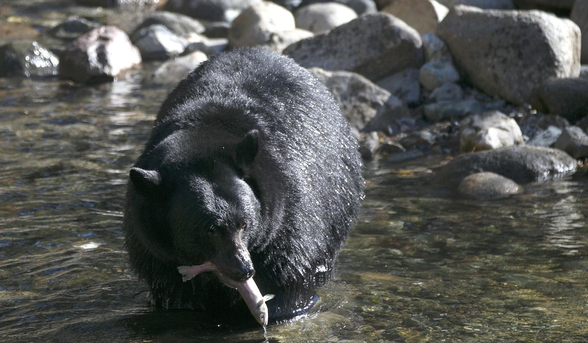 NextImg:Two bears injure their owner and temporarily escape from her Indiana home