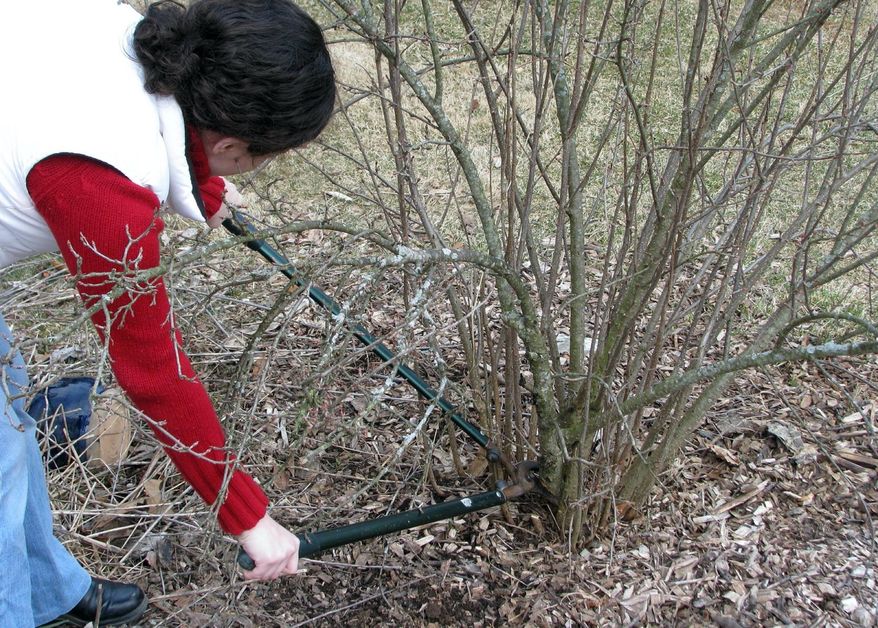 This undated photo shows clove currant, a fruiting shrub, being pruned in New Paltz, N.Y. Lopping some of the oldest stems to ground level each winter makes room for more fruitful young stems. (Lee Reich via AP)