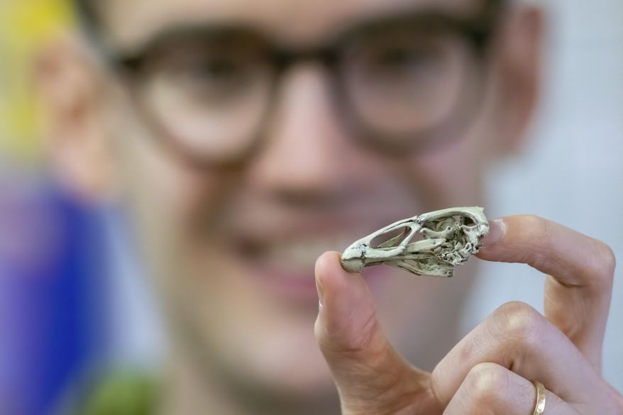 This March 2020 photo provided by researcher Daniel J. Field shows him holding a life-size 3D print of the Asteriornis maastrichtensis "Wonderchicken" skull in Cambridge, England. With a face like those of today's chicken-like birds and a back portion like that of living duck-like birds, the skull comes from a creature that appears to be near the last ancestor shared by those two groups, according to a report released on Wednesday, March 18, 2020. (Courtesy Daniel J. Field/University of Cambridge via AP)
