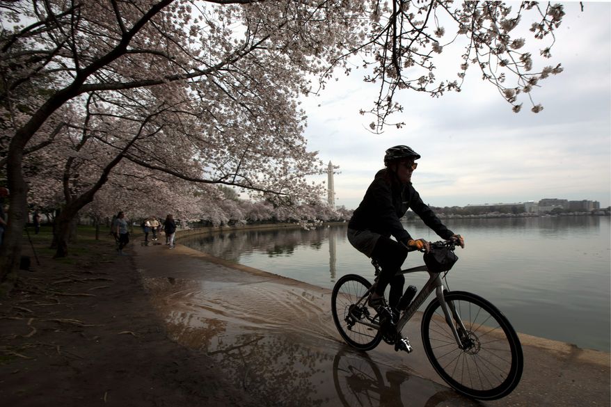 A visitor rides her bike around the Tidal Basin, Thursday, March 19, 2020, in Washington. People are confined to their homes because of the coronavirus but takes advantage of the nice weather and less crowd to see the biggest attraction in Washington during Spring the blooming of the cherry blossoms. (AP Photo/Manuel Balce Ceneta)