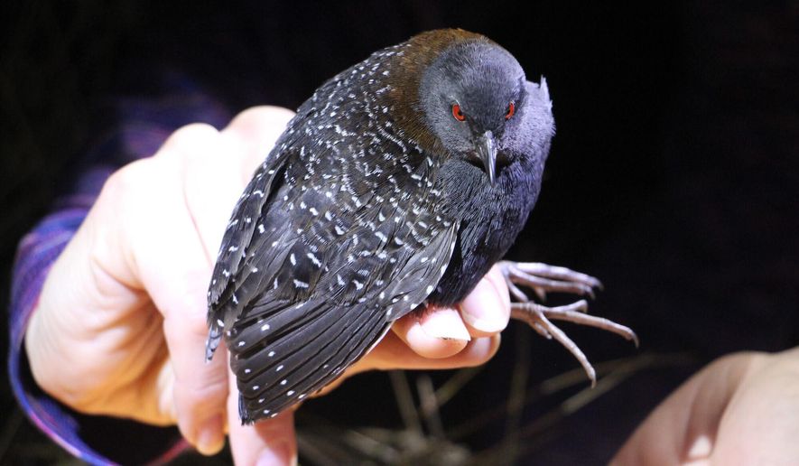 This 2017 photo provided by the South Carolina Department of Natural Resources shows the Eastern Black Rail. The Center for Biological Diversity and Healthy Gulf sued the Trump administration and U.S. Interior Secretary David Bernhardt Thursday, March 19, 2020, for failing to finalize a decision to protect eastern black rails under the Endangered Species Act. (Christy Hand/South Carolina Department of Natural Resources via AP)