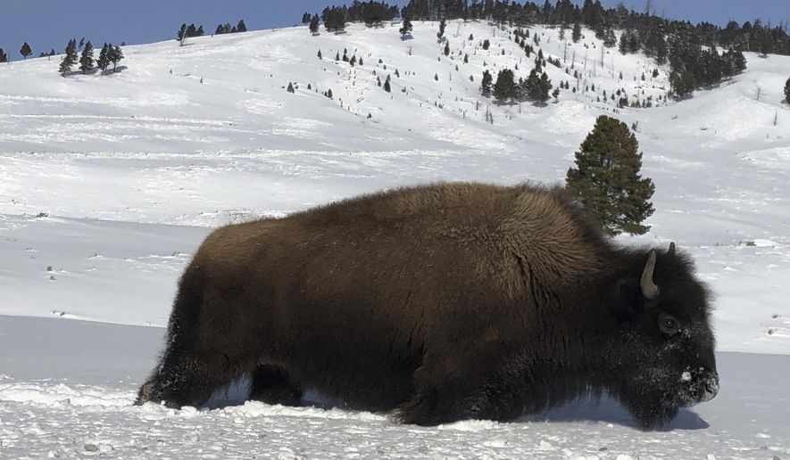 FILE - In this Monday, Feb. 17, 2020 file photo, a bison walks through the snow in Yellowstone National Park's Lamar Valley near Mammoth Hot Springs, Wyo. Park officials said hundreds of bison were removed from the park's herds this winter by hunters and a controversial slaughter program. (AP Photo/Matthew Brown, File )