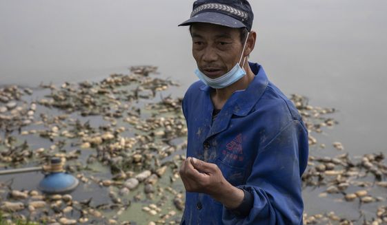 In this April 6, 2020, photo, Jiang Yuewu talks about his crop of aquatic tubers known as lotus roots in the Huangpi district of Wuhan in central China&#39;s Hubei province. Stuck in the same bind as many other Chinese farmers whose crops are rotting in their fields, Jiang is preparing to throw out a 500-ton harvest of lotus root because anti-coronavirus controls are preventing traders from getting to his farm near Wuhan, where the global pandemic started. (AP Photo/Ng Han Guan)