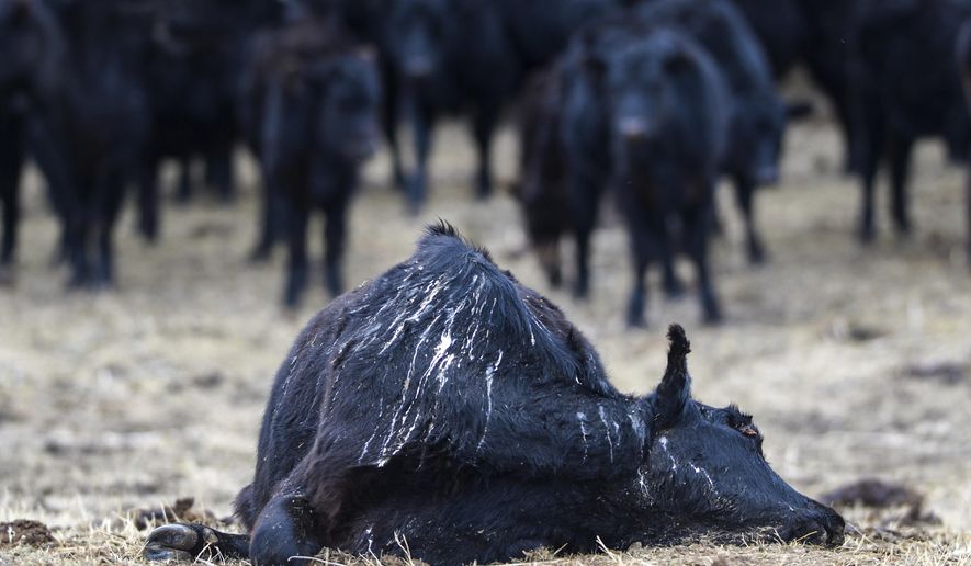 In this Tuesday, March 31, 2020, photo, the carcass of a dead cow lies in a pasture on Mission Road in Cascade, Mont. Cascade County Sheriff Jesse Slaughter and his staff learned of the starving black Angus herd after people who drove by the property reported seeing the dead cows, the Great Falls Tribune reported Tuesday. (Rion Sanders/The Great Falls Tribune via AP)