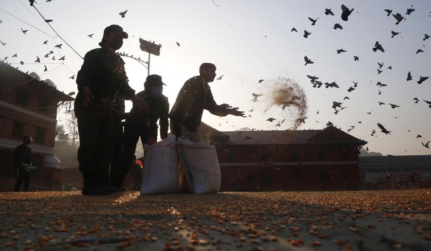 In this Tuesday, March 31, 2020, photo, staff from the Pashupatinath Development Trust feed pigeons at Pashupatinath temple, the country's most revered Hindu temple, during the lockdown in Kathmandu, Nepal. Guards, staff and volunteers are making sure animals and birds on the temple grounds don't starve during the country's lockdown, which halted temple visits and stopped the crowds that used to line up to feed the animals. (AP Photo/Niranjan Shrestha)