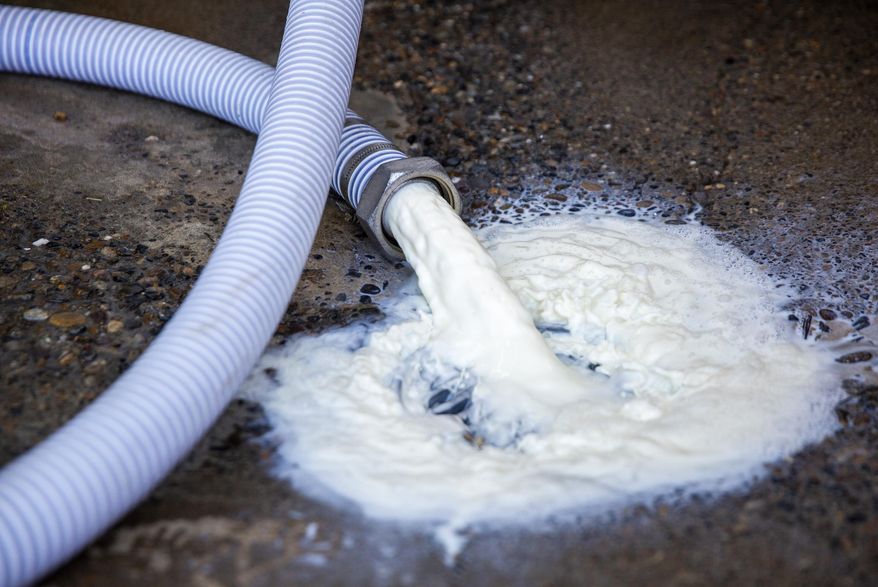 Milk pours out of the bulk tank and into the drain Wednesday, April 8, 2020, at the Azevedo Family Dairy in Buhl, Idaho. With restaurants across the country closed, milk processors have lost a significant chunk of their market, leaving dairy farmers with no one to take their milk. Owner Richard Azevedo says 4,100 gallons of milk were dumped that morning. 'It's hard to watch that go down the drain,' he says. (Pat Sutphin/Times-News via AP)
