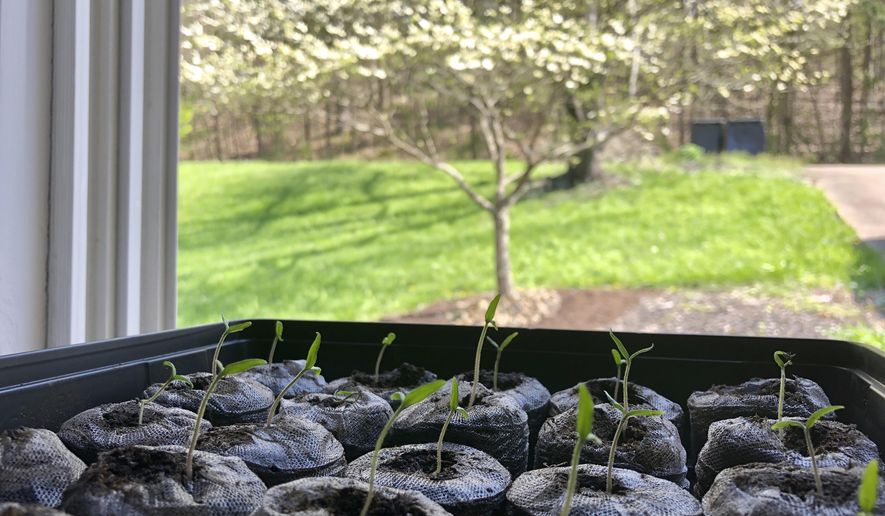 Tomato seedlings emerge from pellets Wednesday, April 15, 2020, at a home in Cross Lanes, W. Va. Customers looking to start their home gardens during the coronavirus pandemic are gobbling up seeds at garden centers and creating huge backlogs on company websites. (AP Photo/John Raby)
