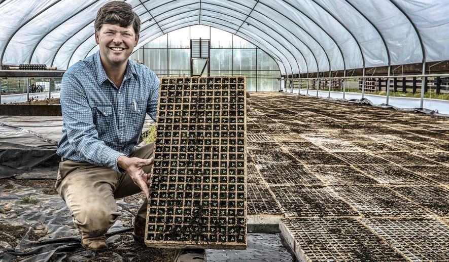 Aaron Walker holds a tobacco tray full of tobacco seedlings in his greenhouse on his farm Tuesday, April 7, 2019, in Philpot, Ky. Walker seeded the greenhouse in mid-March, with the goal of having &amp;quot;settable&amp;quot; tobacco plants for the ground in six weeks. (Greg Eans/The Messenger-Inquirer via AP)