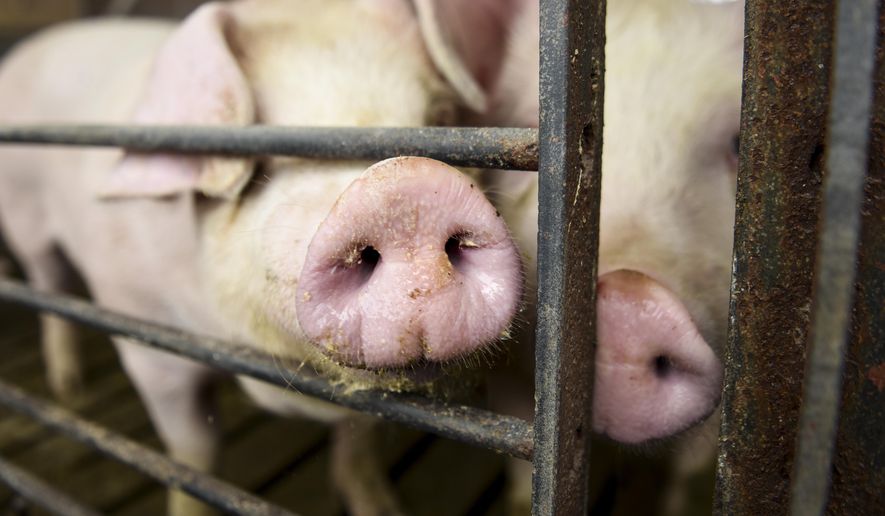 Hogs are kept in a barn, ready to be sold on Tuesday, April 14, 2020, at Prestige Pork in Inwood, Iowa. Mike Ver Steeg sells his hogs to the John Morrell & Co. plant in Sioux Falls, now owned by the Virginia-based processing company Smithfield Foods. Smithfield’s indefinite closure of its Sioux Falls plant due to the coronavirus pandemic forced Ver Steeg to start looking for alternatives and to consider the future of his farm. (Abigail Dollins/The Argus Leader via AP)