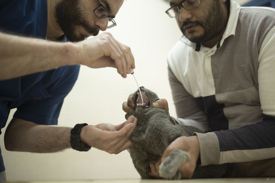 In this March 29, 2020, file photo, a veterinarian tests an Egyptian cat for the coronavirus, a requirement for travel, at a clinic in Cairo, Egypt. (AP Photo/Maya Alleruzzo)