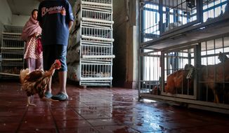 A chicken runs past customers after escaping its cage at a live market on Wednesday, Aug. 14, 2013, in Queens borough of New York. The markets serve mostly immigrants accustomed to cooking freshly butchered meats. (AP Photo/Bebeto Matthews)