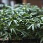 In this Aug. 15, 2019, file photo, marijuana grows at an indoor cannabis grow in Gardena, Calif. (AP Photo/Richard Vogel, File)