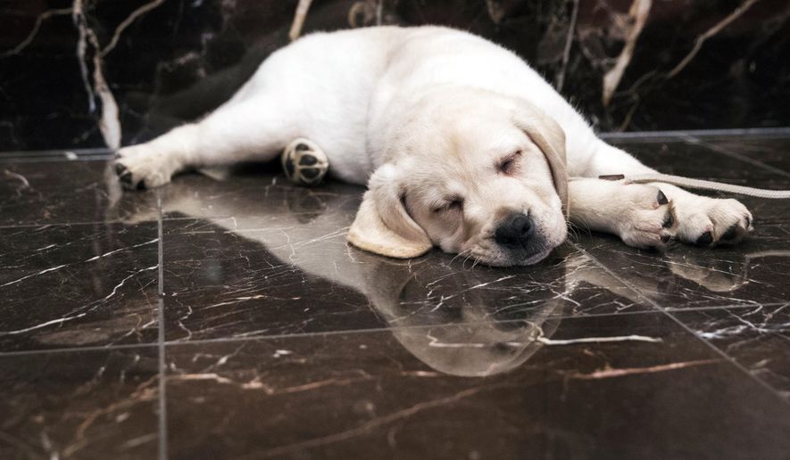 In this March 28, 2018, file photo, Harbor, an 8-week-old Labrador retriever, takes a nap during a news conference at the American Kennel Club headquarters in New York. America’s dogs are having their day as the coronavirus keeps many people at home more with their pets and is spurring so much adoption and fostering that some shelters’ kennels have emptied.  (AP Photo/Mary Altaffer, File)