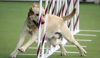 FILE - In this Feb. 8, 2020 file photo, Tag, a Labrador retriever weaves, through a series of poles during Westminster Kennel Club&#39;s agility competition in New York.   Labrador retrievers remain the nation’s most popular purebreds for a record-extending 29th year. That&#39;s according to American Kennel Club rankings being released Friday, May 1, 2020.(AP Photo/Bebeto Matthews, File)