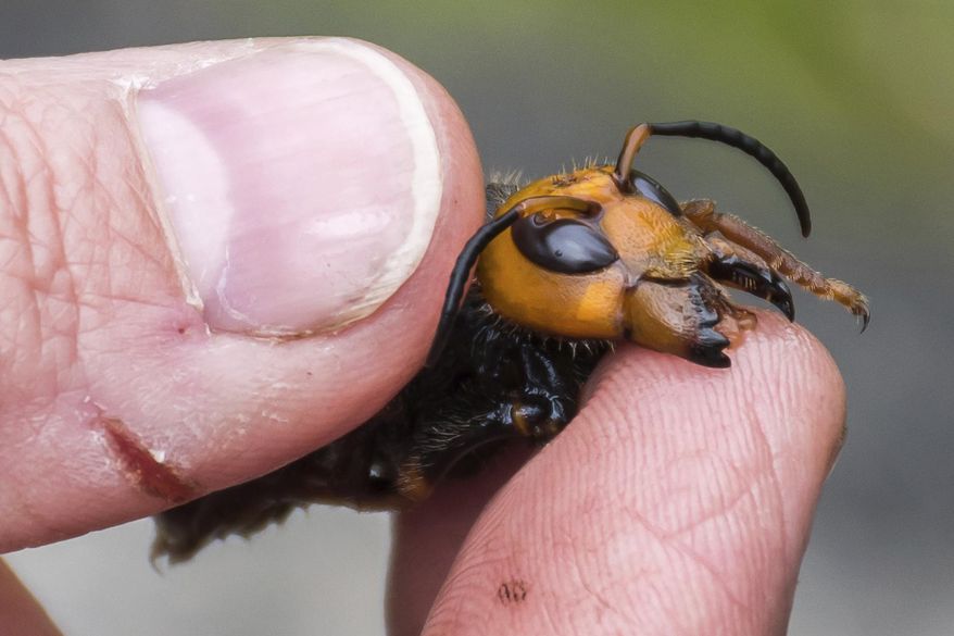 In this April 23, 2020, photo provided by the Washington State Department of Agriculture, a researcher holds a dead Asian giant hornet in Blaine, Wash. (Karla Salp/Washington State Department of Agriculture via AP) ** FILE **
