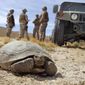 FILE - In this April 4, 2008 file photo, Marines wait for a desert tortoise, endangered and protected by federal law from harm or harassment, to move off the road at the U.S. Marine Corps&#39; Air Ground Combat Center at Twentynine Palms, Calif. The Trump administration has given final approval to the largest solar energy project in the U.S. and one of the biggest in the world despite objections from conservationists who say it will destroy habitat critical to the survival of the threatened Mojave desert tortoise in southern Nevada. (AP Photo/Reed Saxon, File)