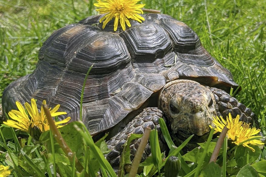 In this Wednesday, May 20, 2020, photo provided by MSPCA-Angell, a 53-year-old tortoise named Ms. Jennifer stands among dandelions in Boston. The animal welfare organization put the tortoise up for adoption because the owner recently died of coronavirus. (Victoria Odynsky/MSPCA-Angell via AP)