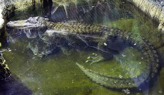 In this photo taken on Tuesday, Feb. 19, 2019, the alligator Saturn swims in water at the Moscow Zoo, in Moscow, Russia. An alligator that many believed to have once belonged to Adolf Hitler has died in the Moscow Zoo. The zoo said the alligator, named Saturn, was about 84 years old and died on Friday. (AP Photo/Mikhail Bibichkov)