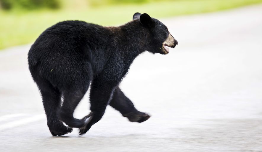 A juvenile black bear roams through Fort Myers, Fla., Tuesday morning, May 26, 2020. The bear was eventually trapped by Florida Fish and Wildlife Conservation Commission officers and will be relocated. (Andrew West/The News-Press via AP)