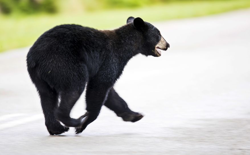 A juvenile black bear roams through Fort Myers, Fla., Tuesday morning, May 26, 2020. The bear was eventually trapped by Florida Fish and Wildlife Conservation Commission officers and will be relocated. (Andrew West/The News-Press via AP)