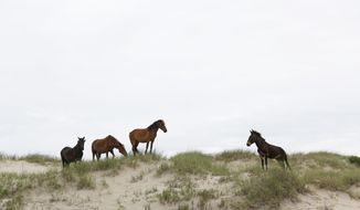 In this June 11, 2019, photo, three wild horses come to face with Raymond, right, the only mule in the herd, on a sand dune at mile marker 16 on Swan Beach in Corolla, N.C.  (Sarah Holm/The Virginian-Pilot via AP)