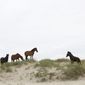 In this June 11, 2019, photo, three wild horses come to face with Raymond, right, the only mule in the herd, on a sand dune at mile marker 16 on Swan Beach in Corolla, N.C.  (Sarah Holm/The Virginian-Pilot via AP)
