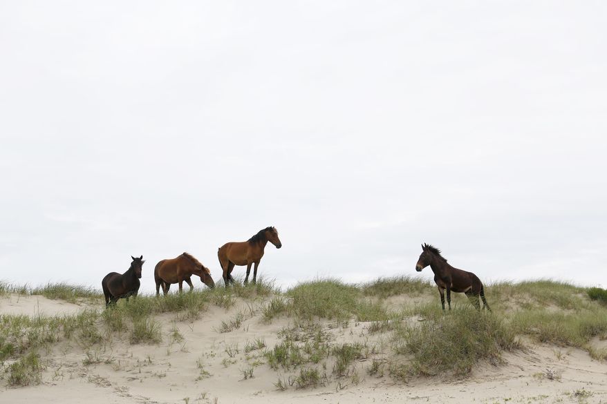 In this June 11, 2019, photo, three wild horses come to face with Raymond, right, the only mule in the herd, on a sand dune at mile marker 16 on Swan Beach in Corolla, N.C. Raymond, who lived with the wild horses until he retired last year to the farm, has Spanish mustang ancestry from his mother, said Meg Puckett, manager of the Corolla wild horse herd. The Corolla Wild Horse Fund is taking DNA samples from about 100 horses roaming the Currituck beaches and a farm in Grandy, where many horses retire. (Sarah Holm/The Virginian-Pilot via AP)