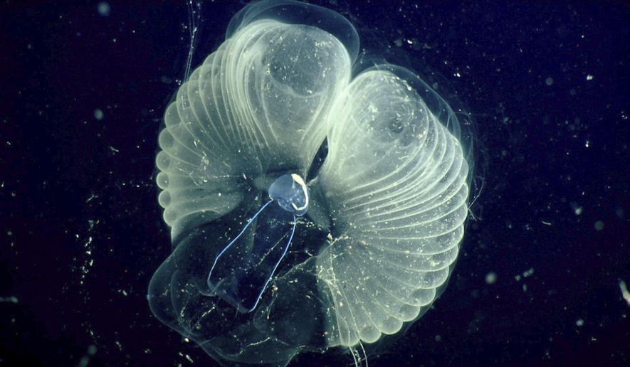 This 2002 photo provided by the Monterrey Bay Aquarium Research Institute shows a close up view of a &amp;quot;giant larvacean&amp;quot; and its &amp;quot;inner house&amp;quot; - a mucus filter that the animal uses to collect food. The creature, usually three to ten centimeters (about one to four inches) in length, builds a huge mucous structure that functions as an elaborate feeding apparatus, guiding food particles into the animal&#39;s mouth. When the filters get clogged, the larvacean abandons them. The abandoned filters sink toward the seafloor, and become an important food source for other marine animals. (MBARI via AP)