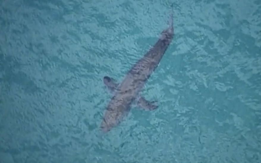 In this image made from aerial video, a shark swims along the coast of Kingscliff, New South Wales, Australia, Sunday, June 7, 2020. (ABC/CH7/CH9 via AP)