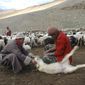 In this July 21, 2007, file photo, an elderly man belonging to the Changpa, the nomadic herders who rear the Pashmina goats, holds his Himalayan goat as his son cuts its horn that was hurting the animal&#39;s eye in Kharnak, some 185 kilometers (116 miles) from Leh, India. A months-long military standoff between India and China in 2020 has taken a dire toll on local communities as tens of thousands of Himalayan goat kids die because they couldn&#39;t reach traditional winter grazing lands, officials and residents said. (AP Photo/Dar Yasin, File)