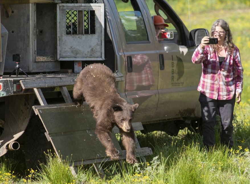 A young black bear hops down from its cage after being released Thursday, June 18, 2020 at Squirrel Meadows, about 25 miles east of Ashton, Idaho, and just south of Yellowstone National Park. The bear had been orphaned last fall as a cub and was near starvation when it was captured in outside a home in Jackson, Wyoming. Normally the Wyoming Department of Fish and Game would euthanize an animal in such poor condition, but the agency decided to send this bruin to Idaho Black Bear Rehabilitation in Boise to see if it could be saved. (Bradly J. Boner/Jackson Hole News & Guide via AP)