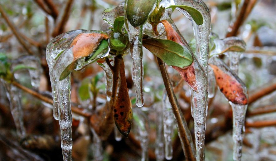 This undated photo taken near New Market, Va., illustrates how plants are becoming more stressed by unpredictable weather extremes. The climate in 2025 will be different even from that of 2020 so take that into account when doing your landscape planning. Choose plant varieties that can adapt to unusual growing conditions. (Dean Fosdick via AP)