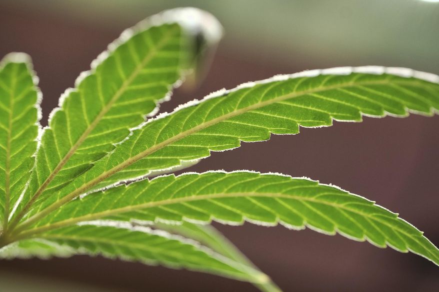 This Monday, May 20, 2019, file photo, shows a marijuana leaf in Gardena, Calif. (AP Photo/Richard Vogel, File)