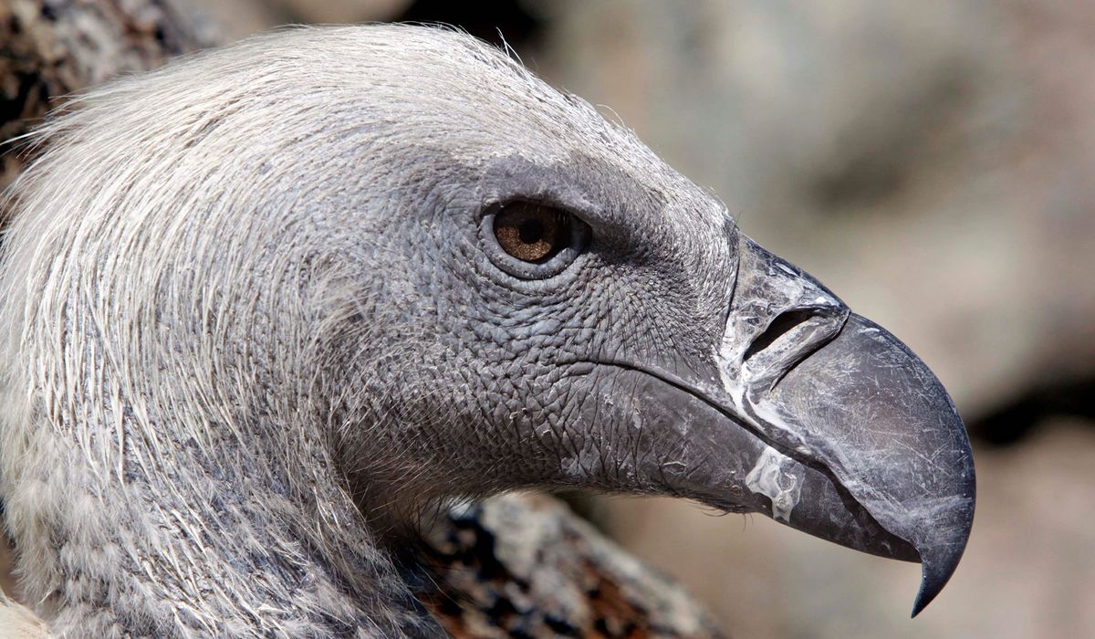 NextImg:Georgia woman uses umbrella to fight off vulture that snuck into house through dog door