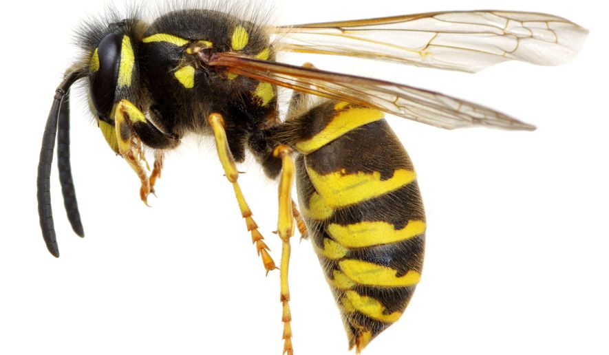 A wasp, in mid-air, is shown in this stock photo. (SHUTTERSTOCK)