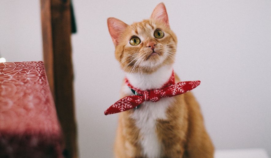 orange-tabby-cat-with-red-handkerchief-s
