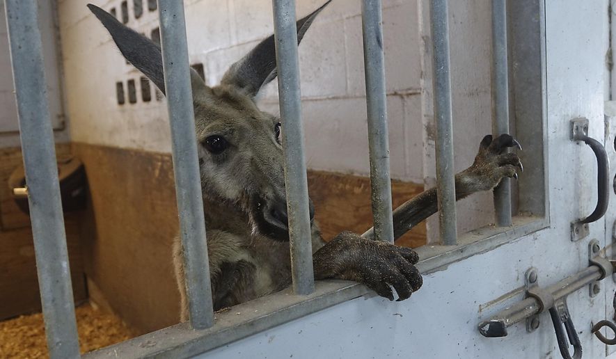 A kangaroo captured by Fort Lauderdale Police peers out from a stall at the Mounted Police headquarters in Fort Lauderdale, Fla. Thursday, July 16, 2020. (Joe Cavaretta/South Florida Sun-Sentinel via AP)