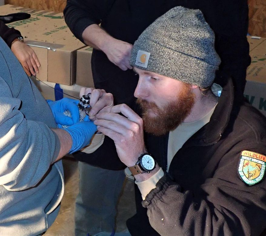 Attaching radio telemetry collars to the quail turned out to be more difficult than it seemed. More than half the birds slipped their collars after being released on the Tomblin Wildlife Management Area, Logan County, W.Va., on July 6, 2020. (West Virginia Department of Commerce via AP)