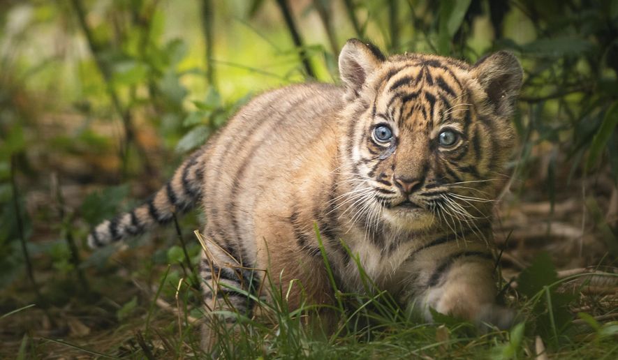 In this undated handout photo provided by the Wroclaw zoo, a little tiger is pictured at the zoo in Wroclaw, Poland. The 2-month-old Sumatran tiger cub is getting to know the world and learning to hunt from her mother at a zoo in southwestern Poland, the first such cub born there in 20 years. The as-yet-unnamed cub was born May 23 as her mother Nuri’s first offspring and the authorities at the Wroclaw Zoo are overjoyed that the mother is taking very good care of her. (Wroclaw Zoo via AP)