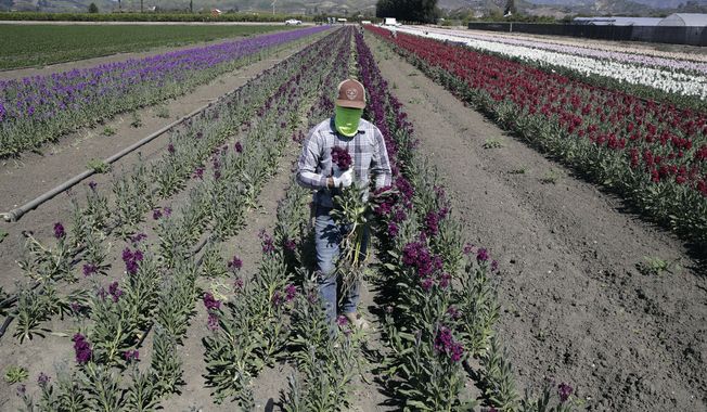 FILE - In this April 15, 2020, file photo, a farmworker, considered an essential worker under the current COVID-19 guidelines, covers his face as he works at a flower farm in Santa Paula, Calif. Gov. Gavin Newsom on Friday, July 24, 2020, pledged to do more to protect Latinos and essential workers from economic and health harms caused by the coronavirus pandemic, but he said he will do so by working with the Legislature, not acting on his own. (AP Photo/Marcio Jose Sanchez, File)