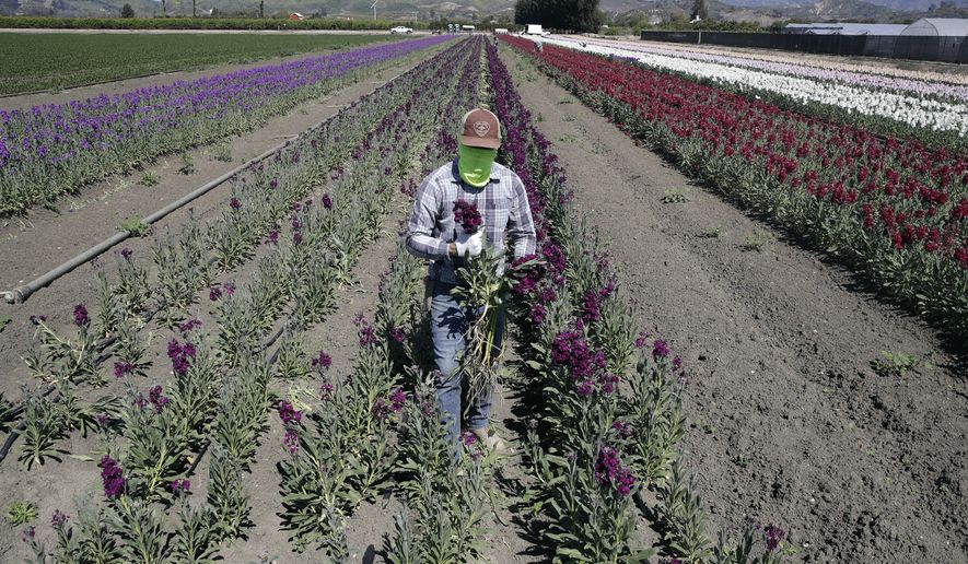 FILE - In this April 15, 2020, file photo, a farmworker, considered an essential worker under the current COVID-19 guidelines, covers his face as he works at a flower farm in Santa Paula, Calif. Gov. Gavin Newsom on Friday, July 24, 2020, pledged to do more to protect Latinos and essential workers from economic and health harms caused by the coronavirus pandemic, but he said he will do so by working with the Legislature, not acting on his own. (AP Photo/Marcio Jose Sanchez, File)