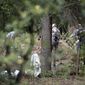 Germany police officers search an allotment garden plot in Seelze, near Hannover, Germany, Tuesday July 28, 2020. Police have begun searching an allotment garden plot, believed to be in connection with the 2007 Portugal disappearance of missing British girl Madeleine McCann. (Peter Steffen/dpa via AP)