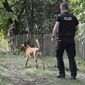 A German police officer walks with a search dog during an investigating at an allotment garden plot in Seelze, near Hannover, Germany, Tuesday July 28, 2020. Police have begun searching an allotment garden plot, believed to be in connection with the disappearance of missing British girl Madeleine McCann in Portugal in 2007. (AP Photo/Martin Meissner)