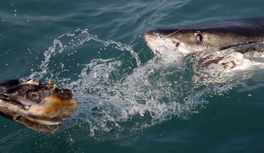 FILE - In this Aug. 11, 2016, file photo, a great white shark tries to bite a fish head being trolled though the water as researchers chum the ocean looking for sharks off the coast of Gansbaai, South Africa. Seals are thriving off the Northeast United States coast thanks to decades of protections. That victory for wildlife has brought a consequence for humans: more encounters with sharks. The Monday, July 27, 2020, death of swimmer Julie Dimperio Holowach, who was killed by a great white off Harpswell, Maine, might have happened because the shark mistook her for a seal, authorities said. (AP Photo/Schalk van Zuydam, File)