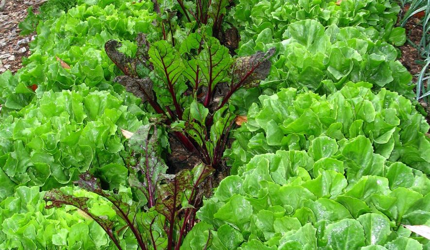 This undated photo shows a bed with endive and beets growing together for autumn harvest in New Paltz, N.Y. Close planting of vegetables, with sufficient watering and fertility, not only gives bigger harvests but also shades out weeds. (Lee Reich via AP)