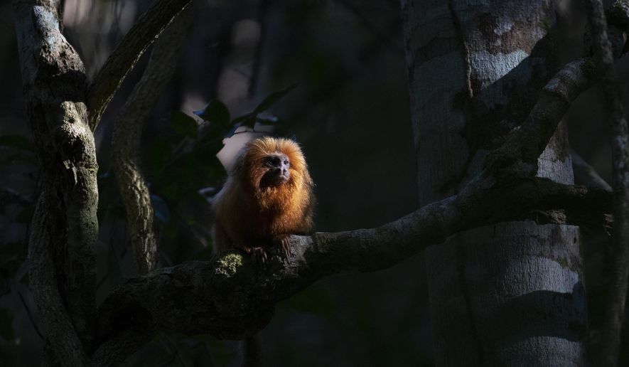 A Golden Lion Tamarin sits on a tree in the Atlantic Forest region of Silva Jardim in Rio de Janeiro state, Brazil, Thursday, Aug. 6, 2020. A recently built eco-corridor will allow these primates to safely cross a nearby busy interstate highway that bisects one of the last Atlantic coast rainforest reserves. (AP Photo/Silvia Izquierdo)