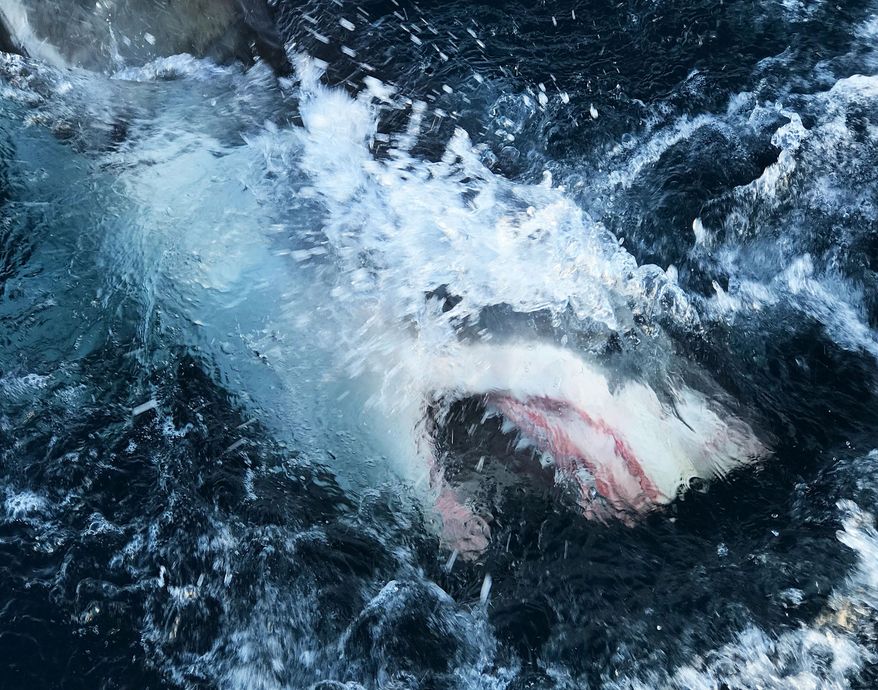 This image released by Discovery Channel shows a shark breaking through the water in a scene from &amp;quot;Shark Lockdown,&amp;quot; premiering Sunday, Aug. 9, one of three programs kicking off Shark Week 2020 on the Discovery Channel. (Discovery Channel via AP)