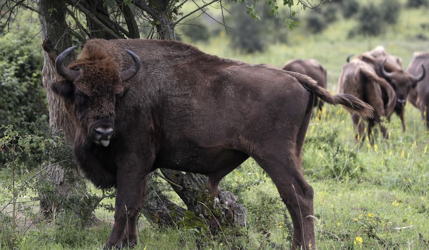 A bison rubs against a bush at a wildlife sanctuary in Milovice, Czech Republic, Friday, July 17, 2020. Wild horses, bison and other big-hoofed animals once roamed freely in much of Europe. Now they are transforming a former military base outside the Czech capital in an ambitious project to improve biodiversity. Where occupying Soviet troops once held exercises, massive bovines called tauros and other heavy beasts now munch on the invasive plants that took over the base years ago. (AP Photo/Petr David Josek)